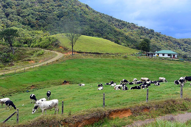 Kandy: Nuwara Eliya and Ambewela Train Station Tour