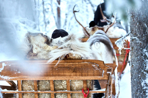 Levi: Reindeer Sleigh Ride 1.5km In Magical Forest
