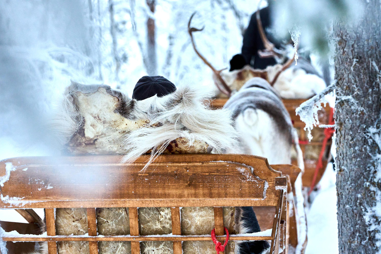 Levi: Reindeer Sleigh Ride 1.5km In Magical Forest