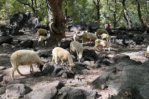 Marrakech: ourika valley lunch & guided hike to waterfalls Option 2: Ourika Valley Guided Trip with Lunch Included