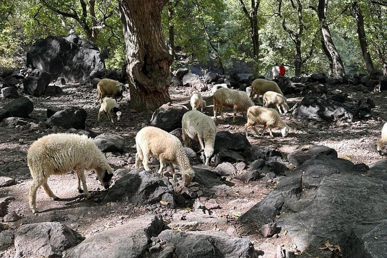 Marrakech: ourika valley lunch & guided hike to waterfalls Option 2: Ourika Valley Guided Trip with Lunch Included