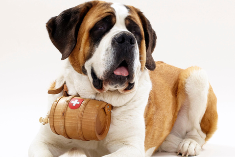 From Geneva: Chamonix Tour with St Bernard Dogs & Train Ride