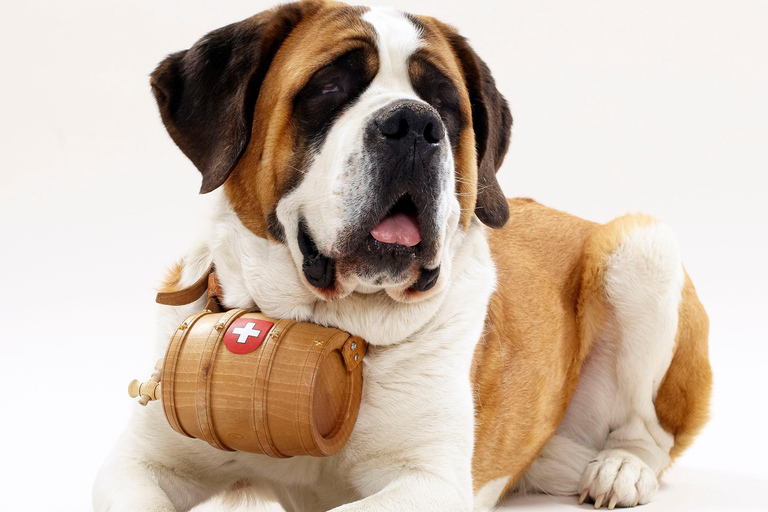 From Geneva: Chamonix Tour with St Bernard Dogs & Train Ride
