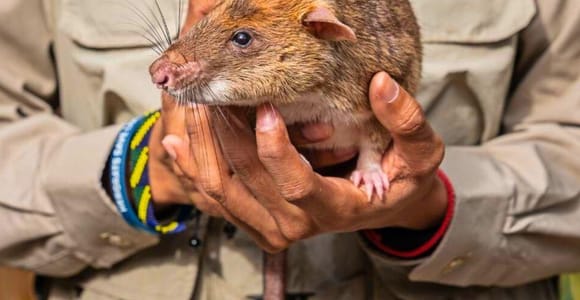 Siem Reap: Afternoon APOPO Rats Tour + Phare Circus Option