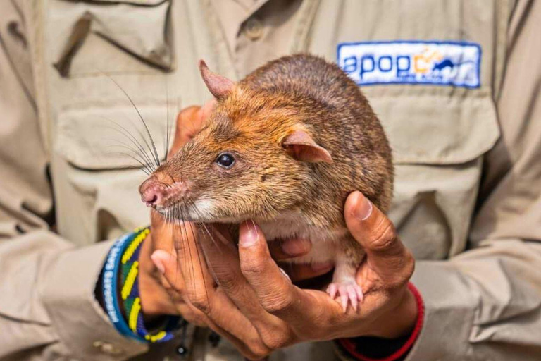 Siem Reap: Afternoon APOPO Rats Tour + Phare Circus Option Tour Included Phare Circus Show