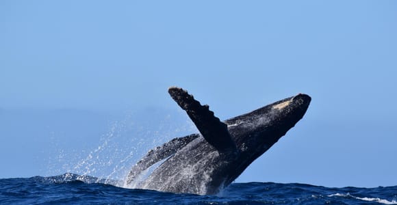 Whale Watch Cabo: Group Whale Watching Tour - Free photos