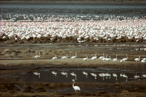 Nairobi: Lake Bogoria Flamingos Day Trip with Hotel Pickup