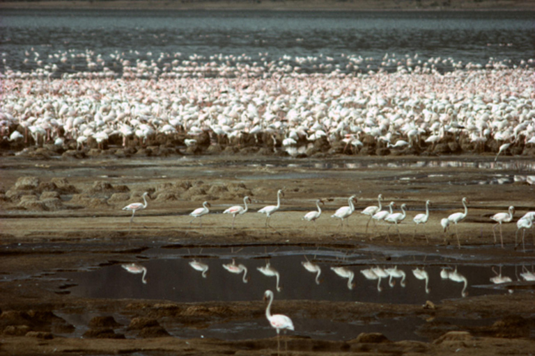 Nairobi: Lake Bogoria Flamingos Day Trip with Hotel Pickup