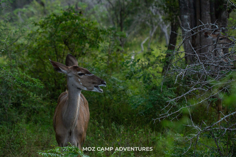 Kruger Park: Big Five Photography Expedition from Maputo