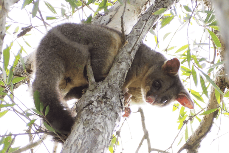 Safari nella fauna selvatica di Sydney