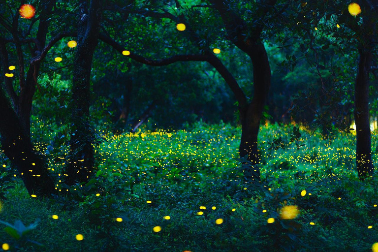 Bangkok to DuBua Café & Amphawa Private Day Trip