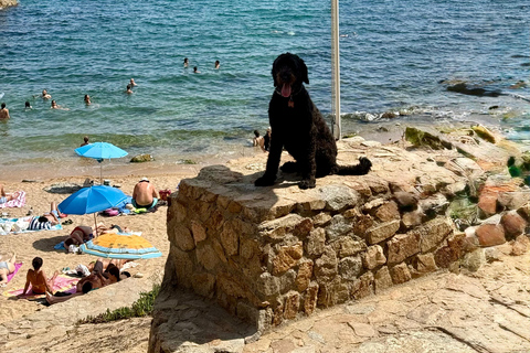 Private Tour to Girona & Costa Brava with a Lovely Dog