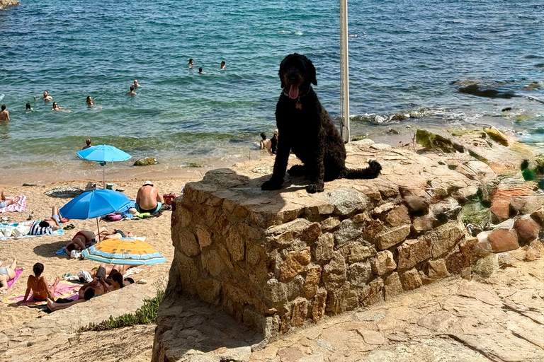 Private Tour to Girona & Costa Brava with a Lovely Dog