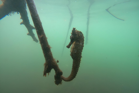 Explora Túneles Cabo Rosa en Isabela: Día Completo con Snorkel