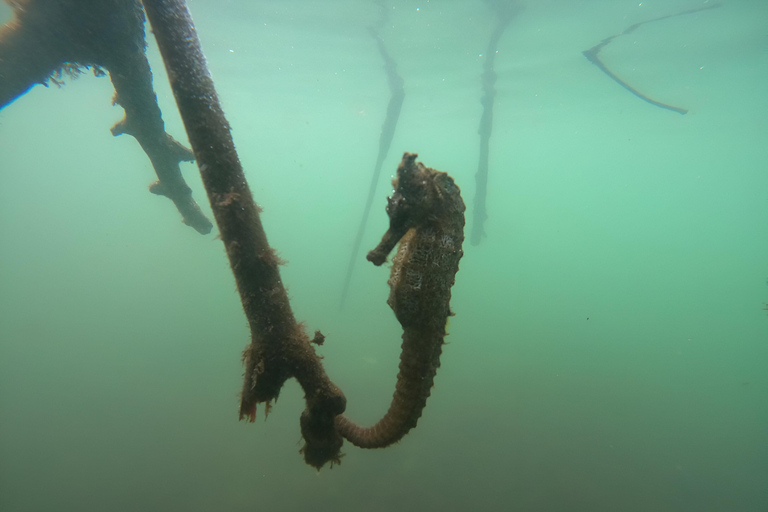 Esplora Túneles Cabo Rosa en Isabela: Giornata intera con Snorkeling