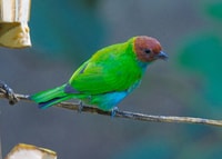 Mindo Cloud Forest und Vogelbeobachtungstour - Housity