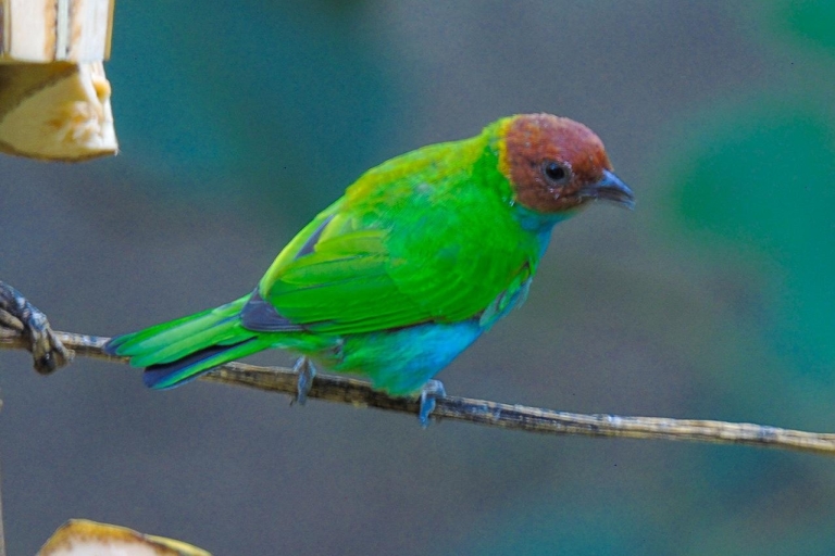 Excursión al Bosque Nuboso de Mindo y observación de avesExcursión Privada al Bosque Nuboso de Mindo y Observación de Aves Entrada Incluida