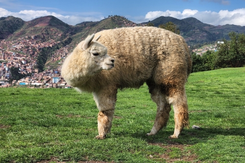 Visita a la ciudad de Cusco: Qoricancha, Saqsayhuaman, Quenqo, Puca Puca