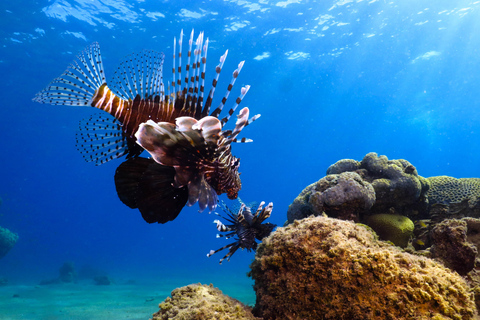 Eliat: Coral Reef Snorkeling Trip with Instructor Snorkeling tour to Underwater Restaraunt covered by Corals