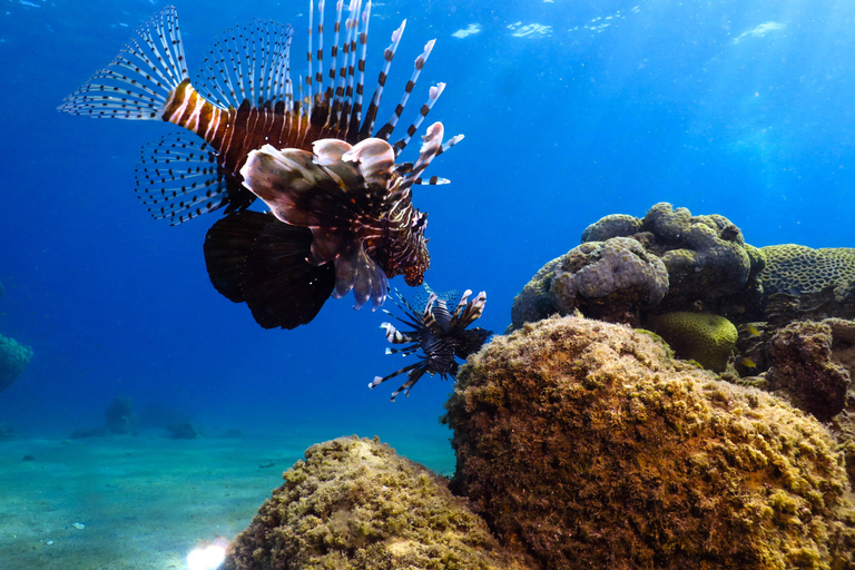 Eliat: Coral Reef Snorkeling Trip with Instructor Snorkeling tour to Underwater Restaraunt covered by Corals