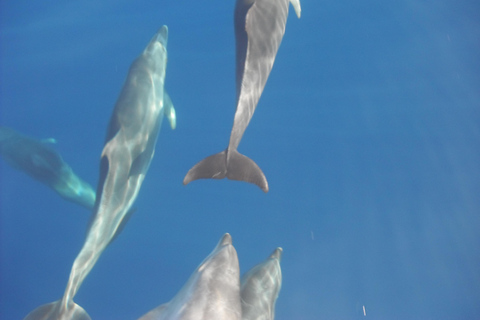 Lefkimmi: Blue Lagoon Cruise with BBQ Lunch and Swim Stops