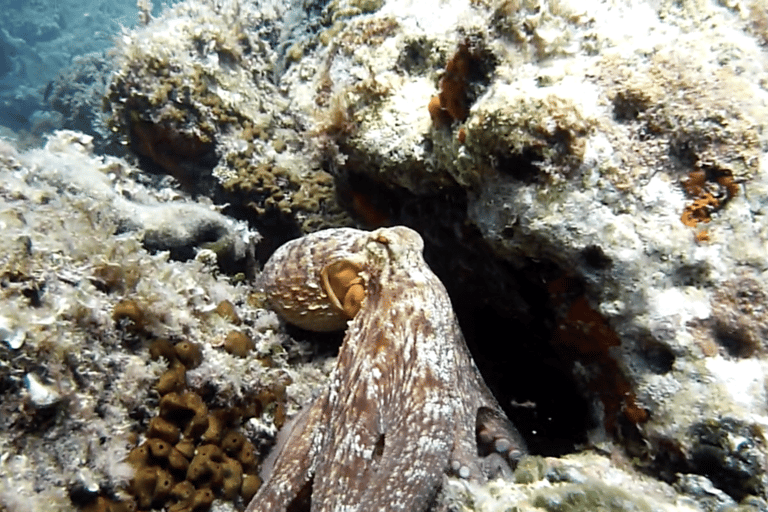 Nice : Excursion en mer VIP avec plongée en apnée et découverte de la plongée sous-marine