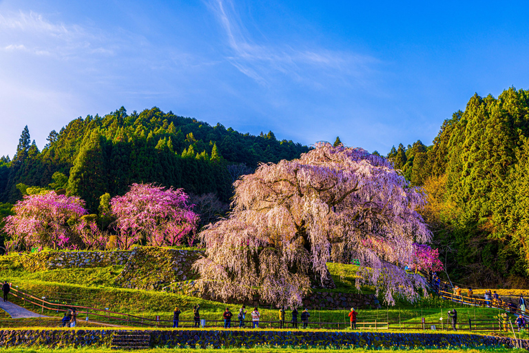 Nara Cherry Blossom Highlights Spring Day Tour from Osaka Shared Tour, Meet at Tsurutontan Soemoncho