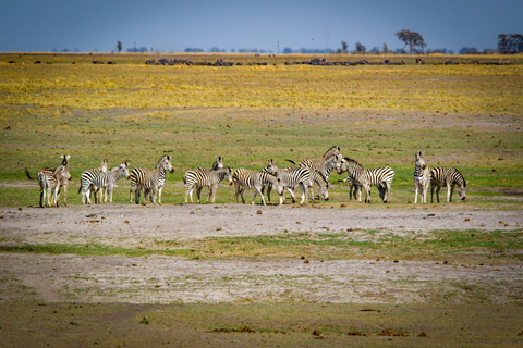 Victoria Falls: Chobe National Park Safari & Dinner Show