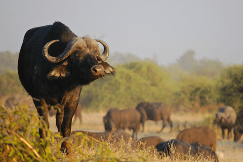 Safari de 2 días por el Parque Nacional Kruger desde Johannesburgo