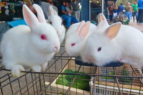 Traditions & Flavors of São Miguel Tour