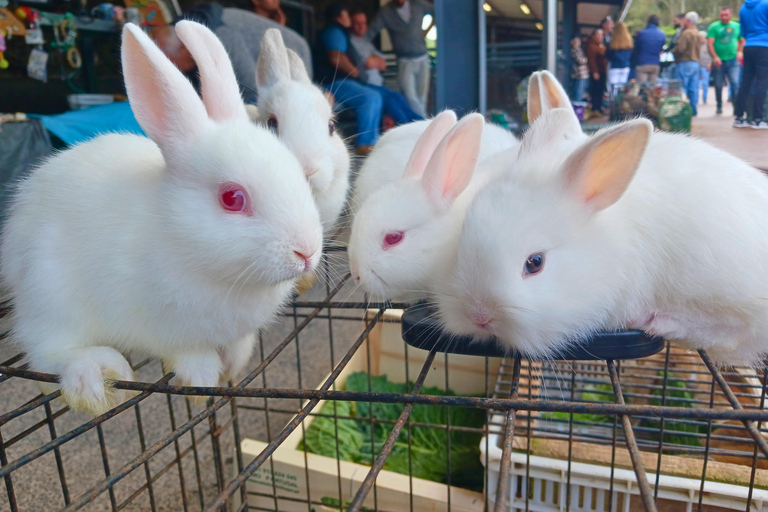 Traditions & Flavors of São Miguel Tour