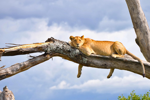 5-tägige Gruppensafari Tarangire, Serengeti, Ngorongoro, Manyara