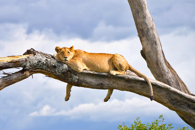 5-tägige Gruppensafari Tarangire, Serengeti, Ngorongoro, Manyara