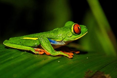 Night Walk La Fortuna: Private Rainforest Guided Wildlife