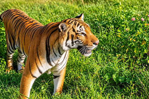 Ridiyagama: Safari Adventure with Lions, Tigers & Elephants