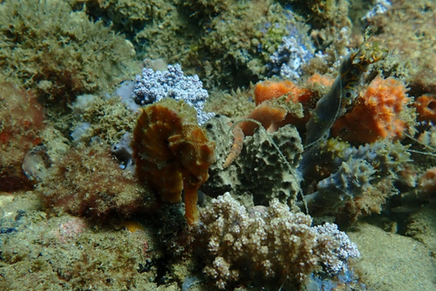 Dive in Corals at Porto da Barra Beach in Salvador-Bahia Beach diving in Corais
