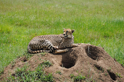 Safaris de 3 DÍAS con elefantes en Tarangire y el cráter del NgorongoroSafaris de 3 días con elefantes en Tarangire y el cráter del Ngorongoro