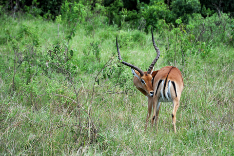 From Dar es Salaam: Mikumi and Ruaha National Parks 4-Day …