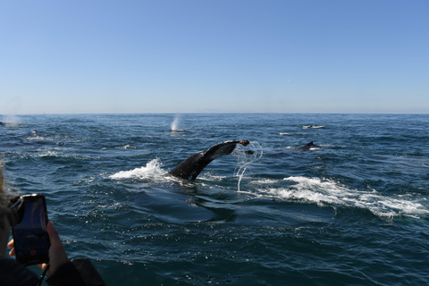 Yzerfontein: Wyprawa w poszukiwaniu wielorybów humbaków