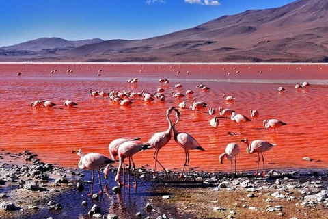 Vanuit San Pedro de Atacama: Uyuni Zout 3D/2N