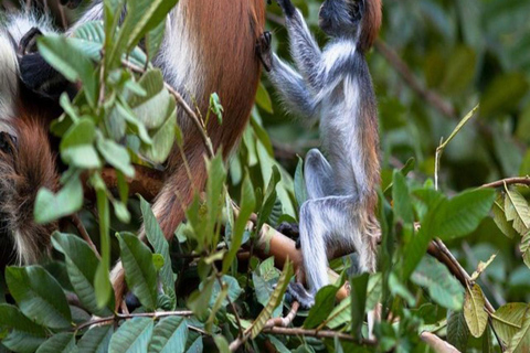 Jozani Forest & Turquoise Waters Turtle Swim at Salaam Cave TOUR WITHOUT HOTEL PICKUP AND DROP OFF