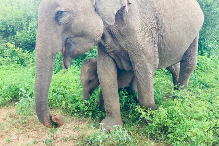 Von Kandy aus: Sigiriya Löwenfelsenfestung und Dorfausflug