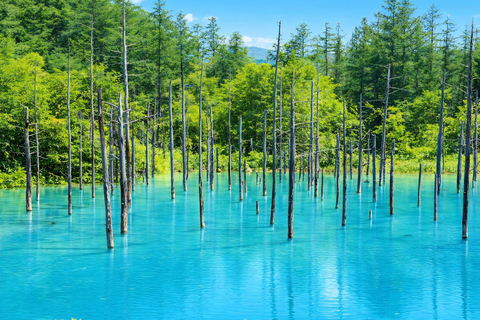 Hokkaido Asahiyama Zoo & Blue Pond Tour & Ningle Terrace 8:00 am meet at Odori Park subway station exit 31