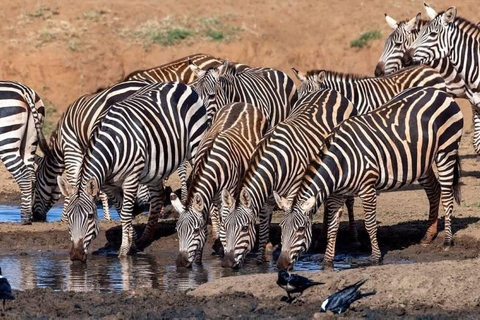 Nairobi National Park Evening and Sundowner Game Drive
