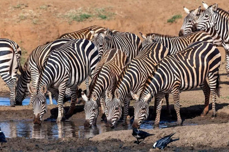 Nairobi National Park Evening and Sundowner Game Drive