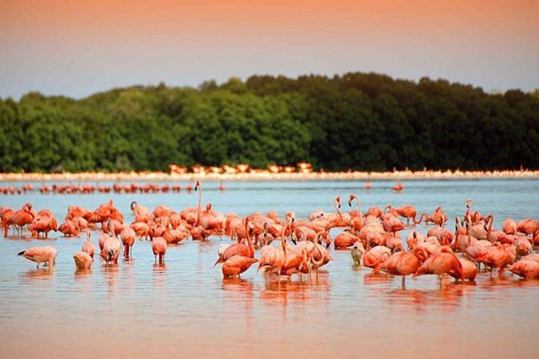 Cancun: Las Coloradas und Río Lagartos Private Tour