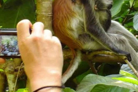 Jozani Forest & Turquoise Waters Turtle Swim at Salaam Cave TOUR WITHOUT HOTEL PICKUP AND DROP OFF