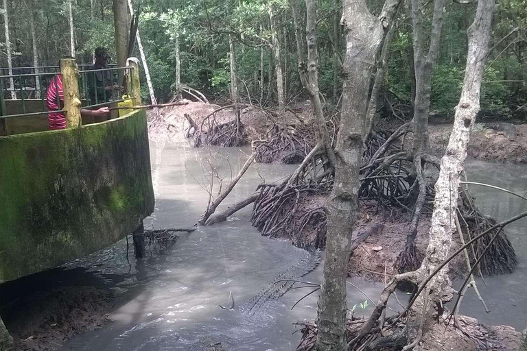 Tour di un giorno della Foresta delle Mangrovie e dell&#039;Isola delle Scimmie di Can Gio