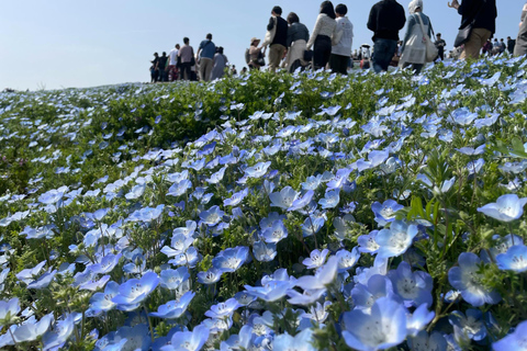 From Shinjuku: Hitachi Seaside Park & Ashikaga Flower Park