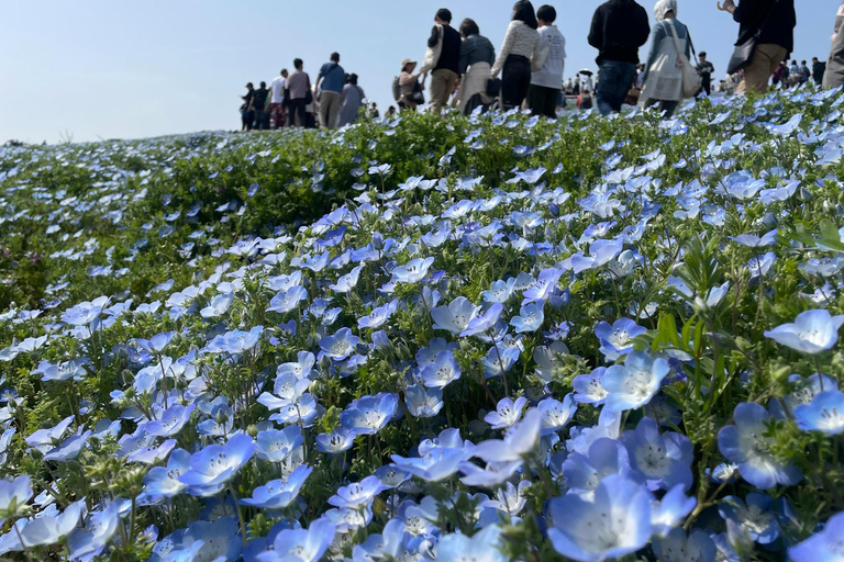 From Shinjuku: Hitachi Seaside Park & Ashikaga Flower Park
